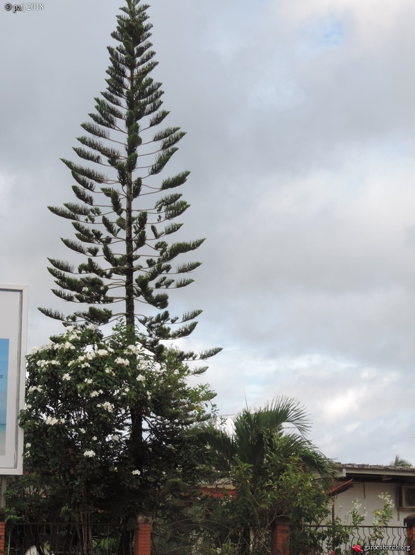 Araucaria Columnaris ? - Kourou Périphérie - Les Galeries Photo De ...