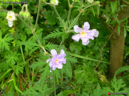 Geranium Pratense Plenum Caeruleum Géraniums Et Pélargoniums Les Galeries Photo De Plantes 