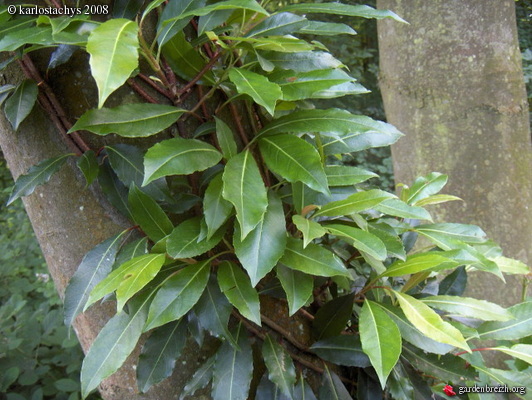 hydrangea serratifolia