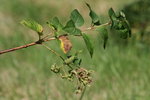 vignette de Aculops fuchsiae sur Fuchsia cv. 'Walz Bella'