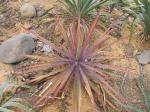 vignette Yucca aloifolia 'Purpurea'