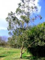 vignette Eucalyptus gunnii