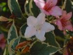 vignette Weigela feuillage panach fleurs roses ou blanches