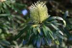 vignette Banksia integrifolia