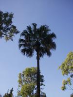 vignette Lisistona australis (jardin Thuret-Antibes)
