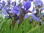 vignette les iris sibirica