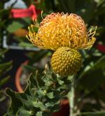 vignette Leucospermum  sp cordifolium hybrid (jaune)
