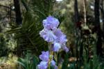 vignette iris germanica mary france