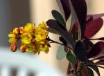 vignette Berberis ottawensis auricoma (fleur)