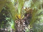 vignette palmier chamaerops humilis inflorescence