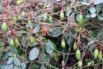 vignette Fruits de Passiflora x exoniensis