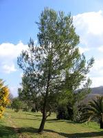 vignette Pinus halepensis.Pin d'alep