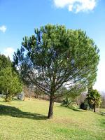 vignette Pinus pinea.Pin parasol ou pin pignon