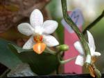 vignette Phalaenopsis mini-mark