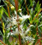 vignette Melaleuca linarifolia ( fleurs)