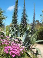 vignette Echium, agave,...