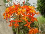 vignette epidendrum