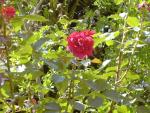 vignette rosier velvet fragrance(d austin)