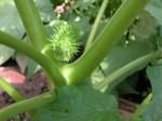 vignette Fruit de Datura (pomme-pineuse) toxique