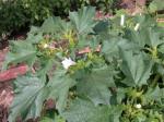 vignette Plante de Datura (toxique)