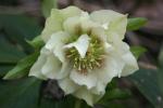 vignette Helleborus x hybridus Delabroye selection blanche double