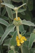 vignette Phlomis fruticosa (dtail fleurs)