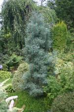 vignette Pinus sylvestris 'Spaan's Slow Column'