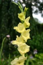 vignette Gladiolus jaune ple
