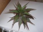 vignette Aloes1