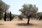 vignette Champ d'oliviers (Olea europaea)