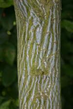 vignette Acer capillipes (corce)