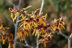 vignette Hamamelis x intermedia 'Orange Peel'