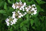 vignette Hydrangea macrophylla 'Tricolor'