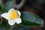 vignette Fleur de Th (Camellia sinensis)