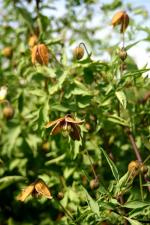 vignette Clematis ladakhiana