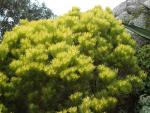 vignette leucadendron eucalyptifolium