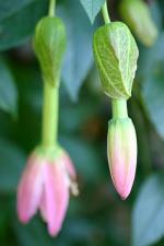 vignette Boutons de fleurs de Passiflora tarminana
