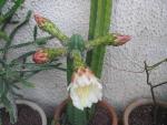 vignette Echinopsis pachanoi