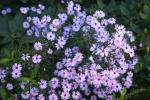 vignette Symphyotrichum cordifolium 'Little Carlow'