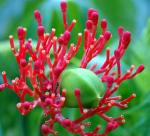 vignette Jatropha multifida  (fruit)