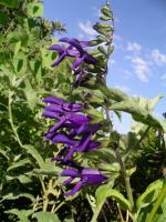 vignette Salvia x 'Purple Majesty'