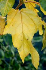 vignette Acer pensylvanicum 'Erythrocladum' en automne