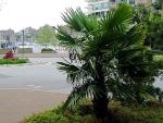 vignette palmier  chanvre dans Vancouver
