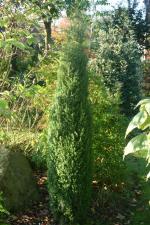 vignette Juniperus communis 'Hibernica'