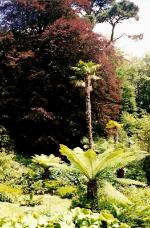 vignette Fougres arborescentes et Trachycarpus