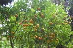 vignette Citrus sinensis (orangers)