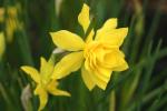 vignette Narcissus x odorus 'Rugulosus Flore Pleno'