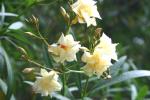 vignette Nerium oleander 'Flavescens Plenum'