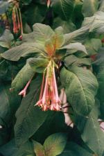 vignette Fuchsia fulgens 'Rubra Grandiflora'