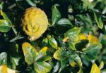 vignette Citrus trifoliata, fruit